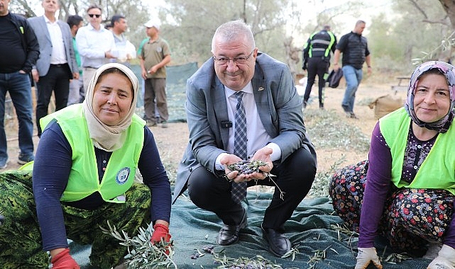 Edremit Belediyesi’nde zeytin hasadı başladı- Kamu Çalışanı