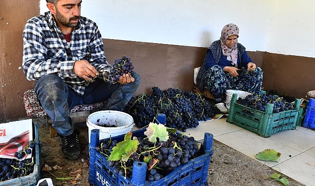 İzmir Büyükşehir Belediyesi 10 ton Kavacık üzümü dağıtıyor- Kamu Çalışanı