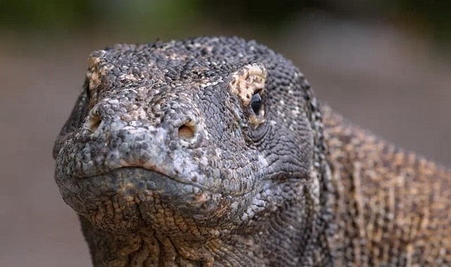 Muhteşem Komodo Ejderi’nin Dünyasında Bir Yolculuğa Çıkartan ‘Ejderhalar Ortaya Çıkıyor’ 27 Ekim Pazar Günü 20.00’de National Geographic WILD Ekranlarında!- Kamu Çalışanı