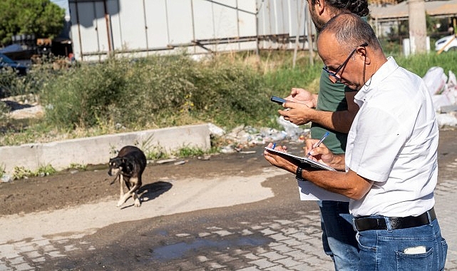 Sahipsiz Köpek Popülasyonu Yönetimi İzmir Eylem Planı uygulanıyor- Kamu Çalışanı