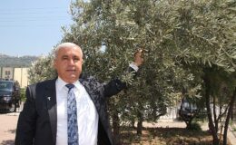 Sofralık zeytin ihracatında tarihi rekor… Sofralık zeytin ihracatı 210 milyon dolara ulaştı- Kamu Çalışanı