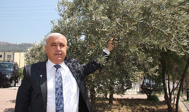 Sofralık zeytin ihracatında tarihi rekor… Sofralık zeytin ihracatı 210 milyon dolara ulaştı- Kamu Çalışanı