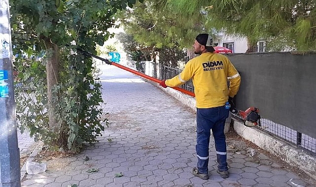 Didim’de Ağaç Budama Çalışmaları Sürüyor- Kamu Çalışanı