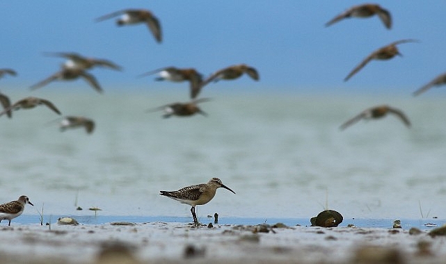 Dünya Doğa Koruma Birliği (IUCN) 16 kuş türünün durumunun kötüye gittiğini açıkladı, bunlardan 5’i Türkiye’de görülen türler.- Kamu Çalışanı