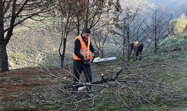 Çiğli Belediyesi Orman Yangınının İzlerini Silmek İçin Seferber Oldu- Kamu Çalışanı