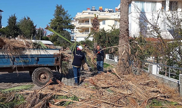 Didim Belediyesi ilçedeki ağaçların kış bakımlarını gerçekleştiriyor- Kamu Çalışanı