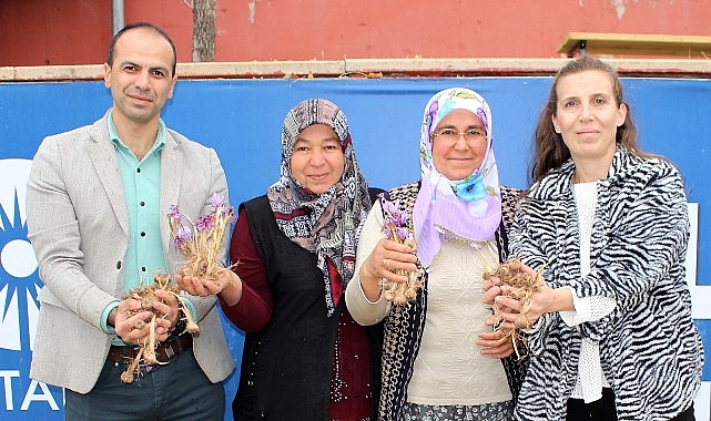 Elmalı’da safran soğanı dağıtımı yapıldı- Kamu Çalışanı
