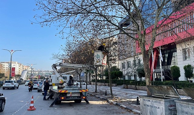 Mimar Sinan Bulvarı’ndaki Çınar Ağaçlarına Kış Bakımı Yapıldı- Kamu Çalışanı