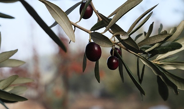 Urla Zeytin Ve Sanat Festivali- Kamu Çalışanı