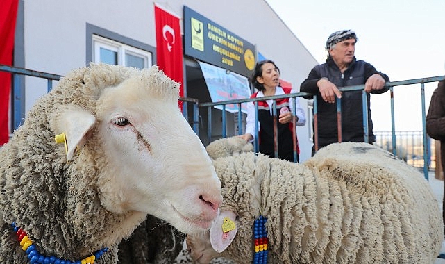 Aliağa Belediyesi’nden Üreticilere Koç Desteği- Kamu Çalışanı