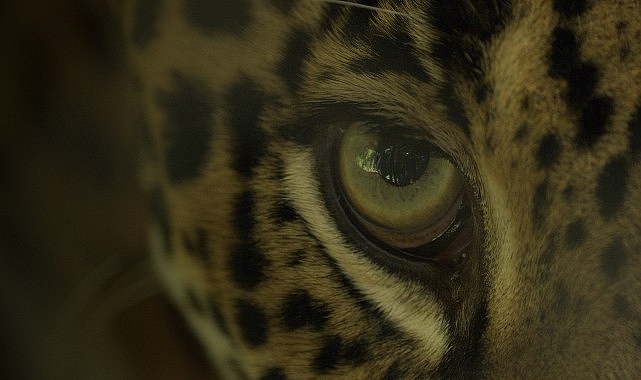 Büyük Kediler Kuşağı’ndan ‘Jaguar Sahili’ 2 Şubat Pazar Günü 20.00’de National Geographic WILD Ekranlarında!- Kamu Çalışanı