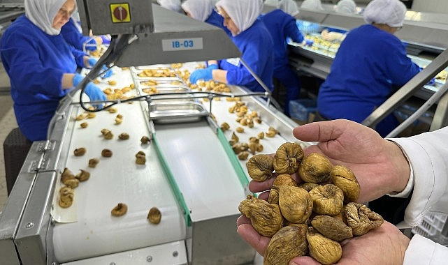 Kuru incirin ortalama ihraç fiyatı 6 bin doları aştı- Kamu Çalışanı