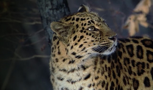 ‘Nadir Kedi Yetenekleri’ 9 Şubat Pazar Günü 20.00’de National Geographic WILD Ekranlarında!- Kamu Çalışanı