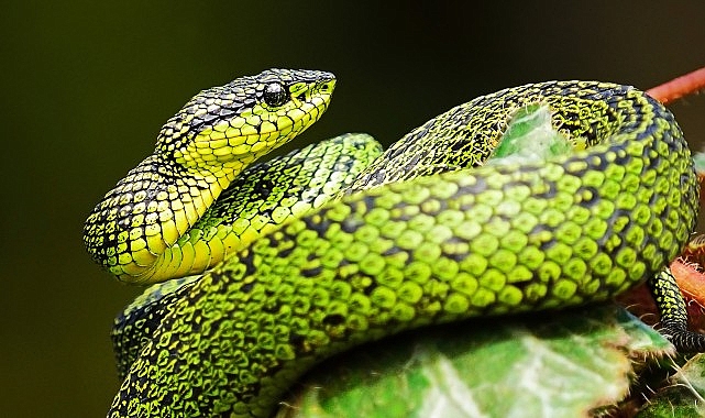 National Geographic NOW Seç-İzle Servisi’nin Mart Ayı Teması ‘Yılanlar’…- Kamu Çalışanı