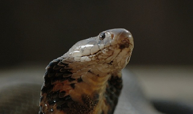 ‘Şehirdeki Yılanlar: Zehirli Karşılaşmalar’ 2 Mart Pazar Günü 20.00’de National Geographic WILD Ekranlarında!- Kamu Çalışanı