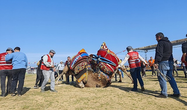 Torbalı’da deve güreşi festivaline rekor katılım- Kamu Çalışanı