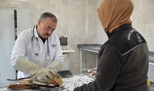 Yaralı Yavru Kızıl Şahin Tedavi Edildi- Kamu Çalışanı