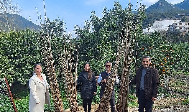 Büyükşehir’den dut fidanı desteği- Kamu Çalışanı