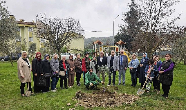 Gölcük’te Orman Haftasında Zeytin Ağaçları Toprakla Buluştu- Kamu Çalışanı