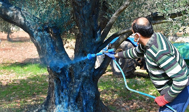 Zeytin üreticisine “ilaç” oldu- Kamu Çalışanı