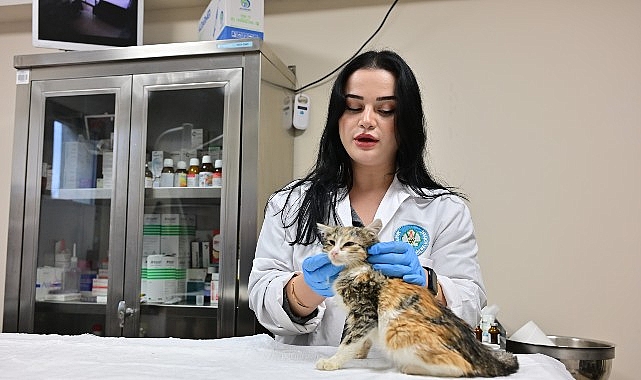 Minik Patiler Kliniği’nde Kısırlaştırılan Kedi Sayısı 3 Bini Geçti- Kamu Çalışanı