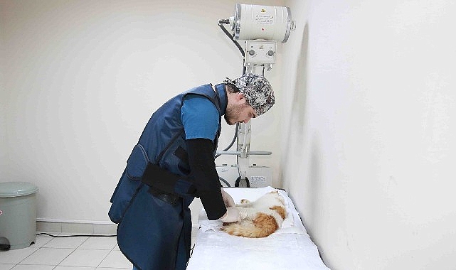 Sokak hayvanlarına Büyükşehir şefkati- Kamu Çalışanı