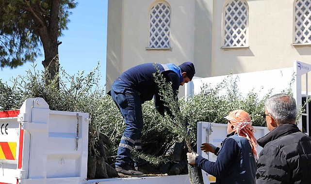 Urla’da zeytin seferberliği 20 mahalleye fidan desteği- Kamu Çalışanı