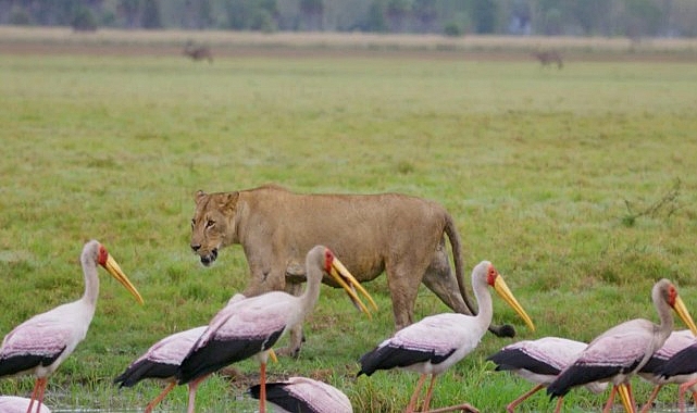 ‘Yırtıcıların Geri Dönüşü’   27 Nisan Pazar Günü 20.00’de   National Geographic WILD Ekranlarında!- Kamu Çalışanı