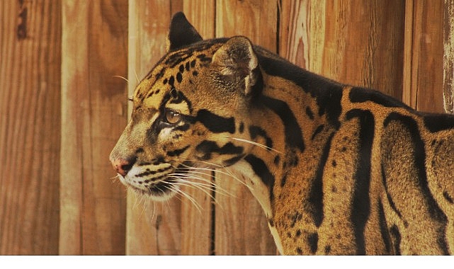 2 Bölümden Oluşan ‘Tampa’nın Sırları Özel’, 19 ve 26 Mayıs Pazartesi Günleri 20.00’de National Geographic WILD Ekranlarında!- Kamu Çalışanı