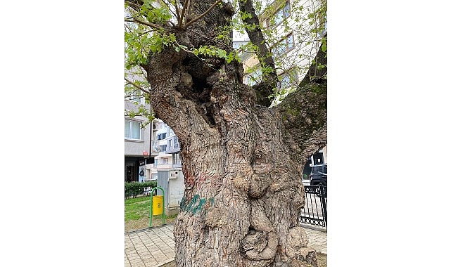 Asırlık ağacın yaraları sarıldı- Kamu Çalışanı