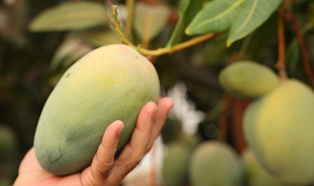 Başkan Böcek’ten avokado ve mango hasadı – Kamu Çalışanı