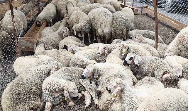 Çankaya Kurban Bayramına Hazır- Kamu Çalışanı