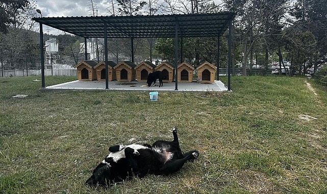 Digiturk’ten Ayazağa’daki Sokak Hayvanları İçin Güvenli Bir Yuva- Kamu Çalışanı