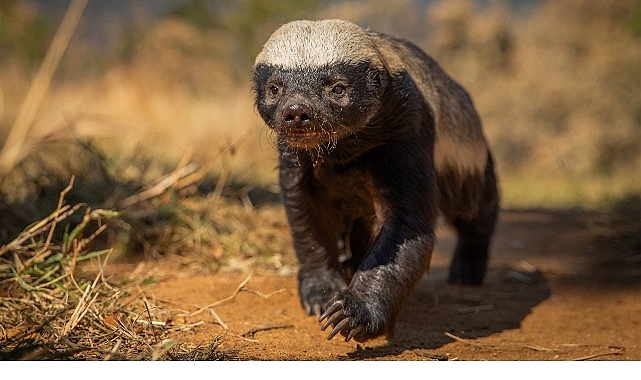 Doğal Yaşamın Süper Yıldızlarının Etkileyici Hikayesi- Kamu Çalışanı