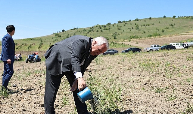 Nilüfer Belediyesi Konaklı’ya 800 zeytin fidanı dikti- Kamu Çalışanı