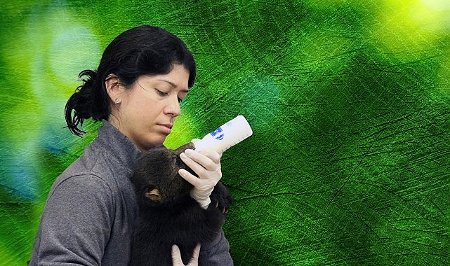 ‘Tampa’nın Sırları: Vahşi Taraf’, 5 Mayıs Pazartesi Günü 20.00’de National Geographic WILD Ekranlarında!- Kamu Çalışanı