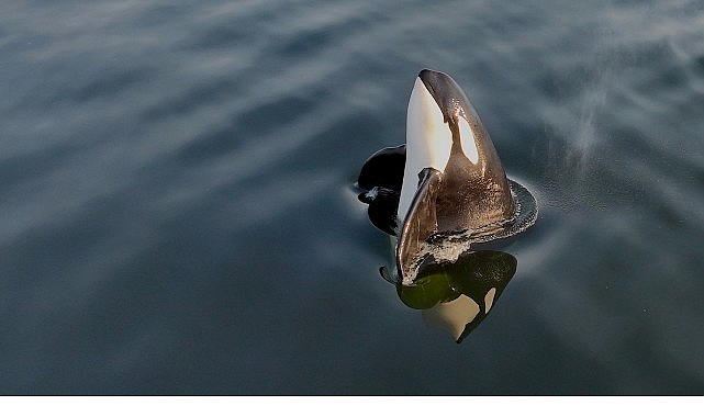 2 Bölümden Oluşan ‘Orkaların Gizemli Yaşamı’, 8 ve 15  Haziran Pazar Günleri 20.00’de National Geographic WILD Ekranlarında İzleyicilerle Buluşuyor!- Kamu Çalışanı