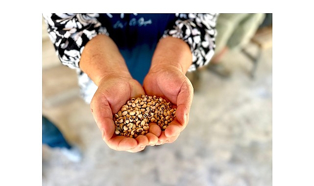 Köylünün toprağına, Urla’nın börülcesine sahip çıkıyoruz- Kamu Çalışanı