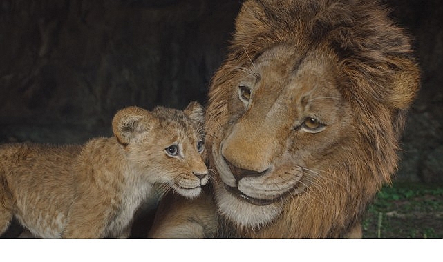 Oscar Ödüllü Barry Jenkins’in Yönetmen Koltuğunda Oturduğu Gişe Rekortmeni ‘Mufasa: Aslan Kral’, Beyazperdenin Ardından İlk Kez ve Sadece 9 Temmuz’dan İtibaren Disney+’ta!- Kamu Çalışanı