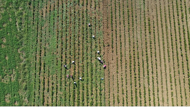 Tıbbi ve aromatik bitkilerin bahar temizliği yapılıyor- Kamu Çalışanı