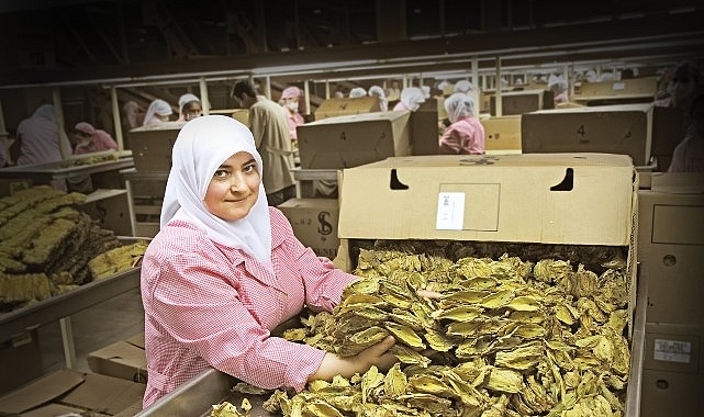 Tütün sektörü 7 yıl sonra ihracatta 1 milyar dolar sınırını aştı- Kamu Çalışanı