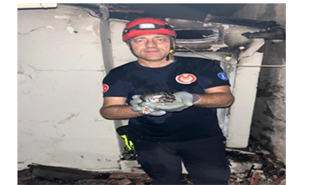 Büyükşehir yangın bölgelerindeki tüm canlıların yardımına koştu- Kamu Çalışanı