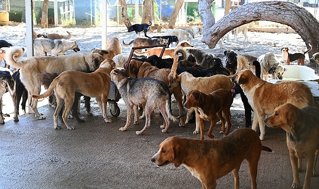 Kemer Belediyesi “Can dostlarının yanında”- Kamu Çalışanı