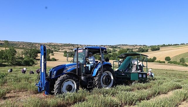Kocaeli’de kekik hasadı başladı- Kamu Çalışanı